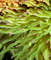   Tiny crab found giant anemone off island Curacao.taken canon a570is using inon close lens Curacao. Curacao  